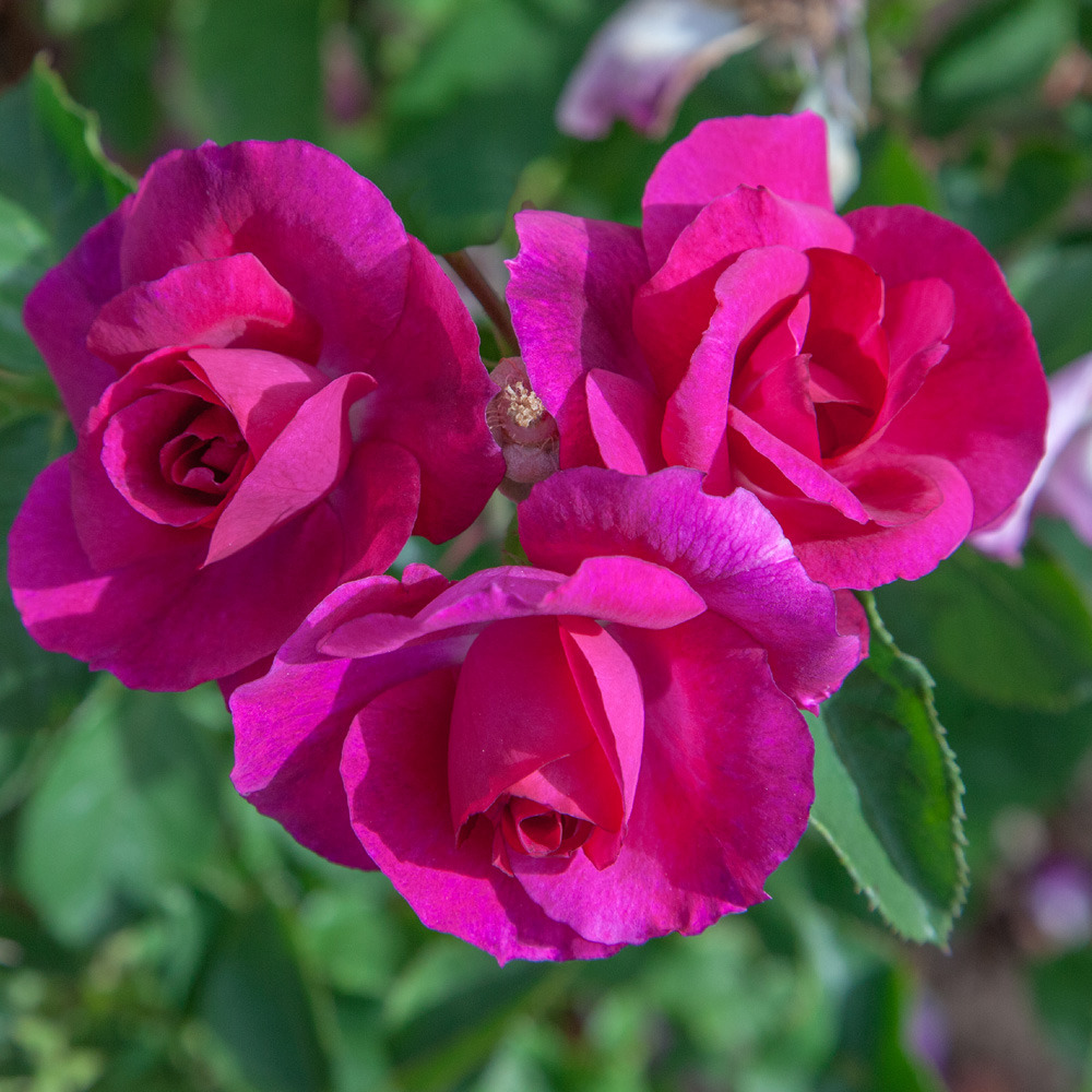 Rosier bluebell ® meimindefer sans motte