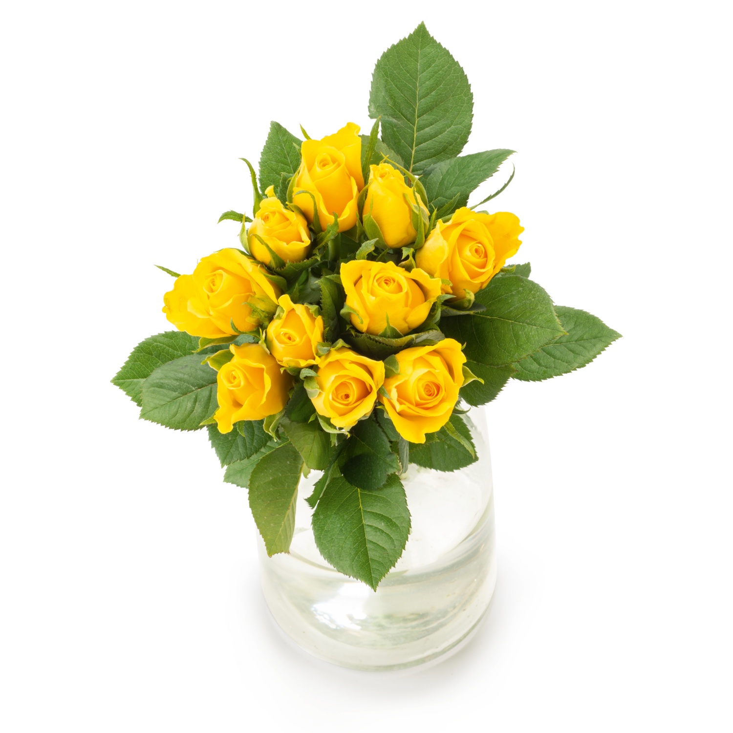 FAIRTRADE Edelrosen