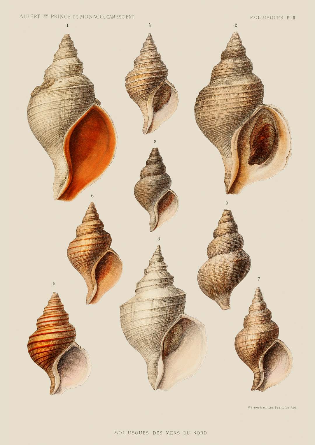 Muscheln Muscheln Mollusken
