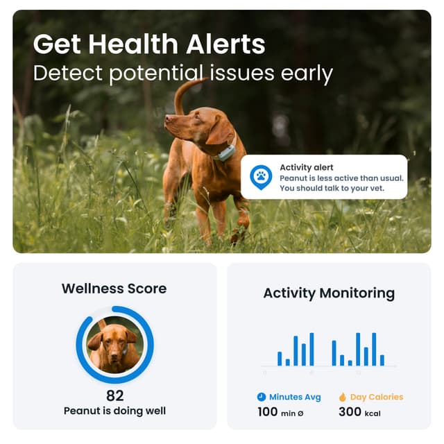 Tractive Dog 6 GPS-tracker (mint)