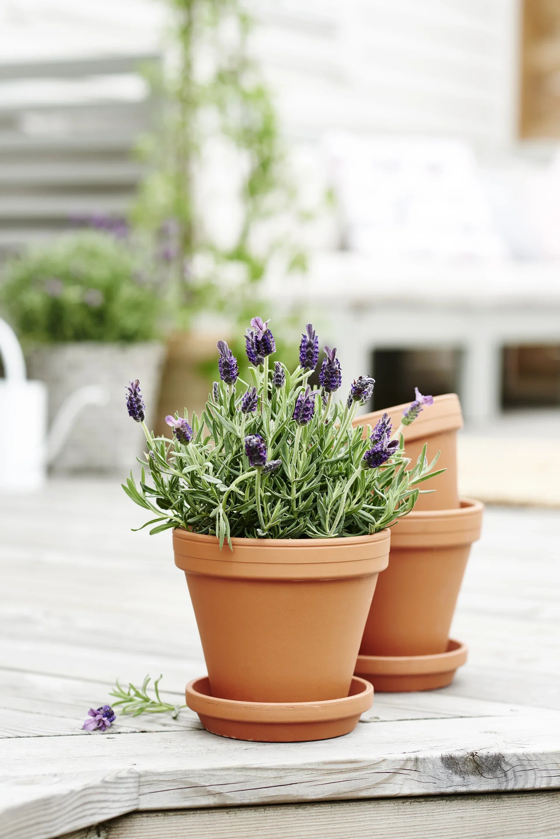 Lavandula stoechas Sommerfugllavendel Ø15 cm
