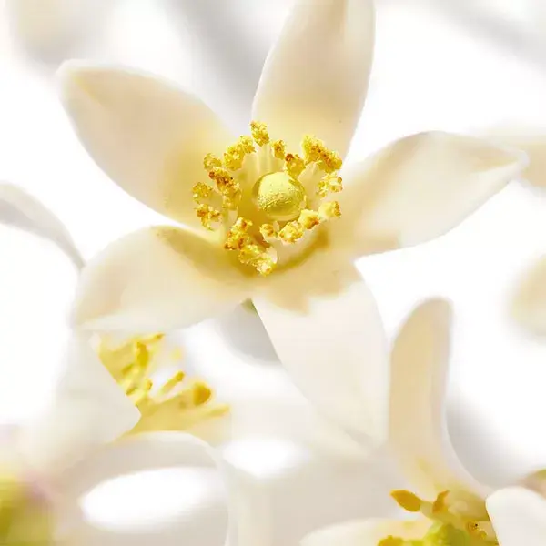 Nuxe Prodigieux® Néroli Le Parfum 50ml