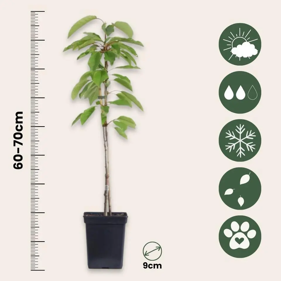 Appelboom-mix - Set van 6 - Malus - Hoogte 60-70cm - ⌀9cm