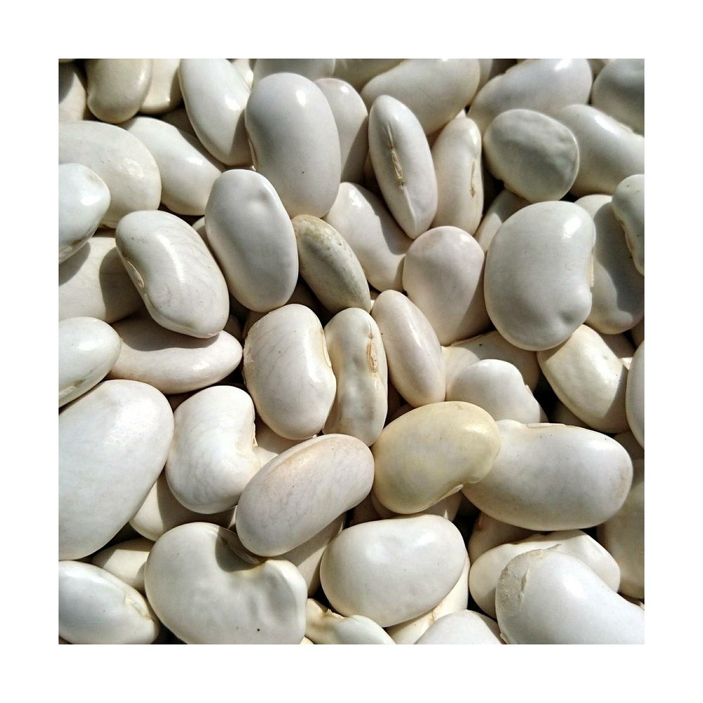 Graines de haricot a rame maïs à écosser/phaseolus vulgaris a rame maïs[-]sachet de 15 gr.