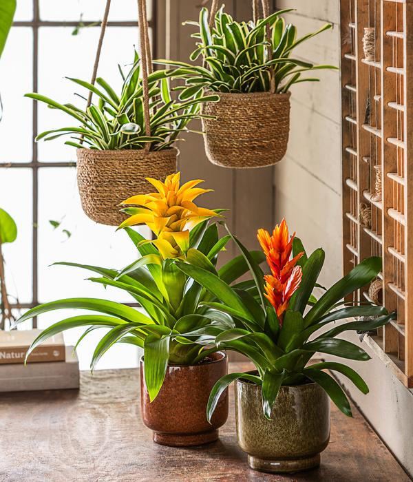 Guzmanie - Guzmania cultivars 'Deseo'