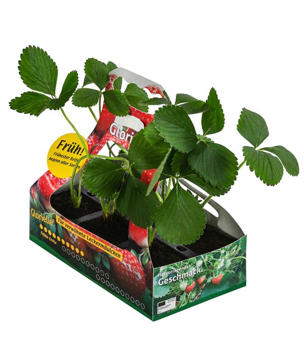 Erdbeere 'Glorielle®', 6er-Schale