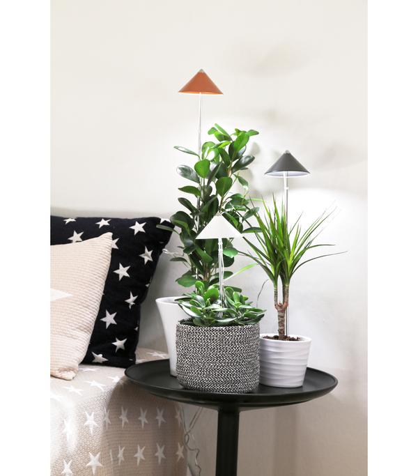 Venso LED-Pflanzenlampe