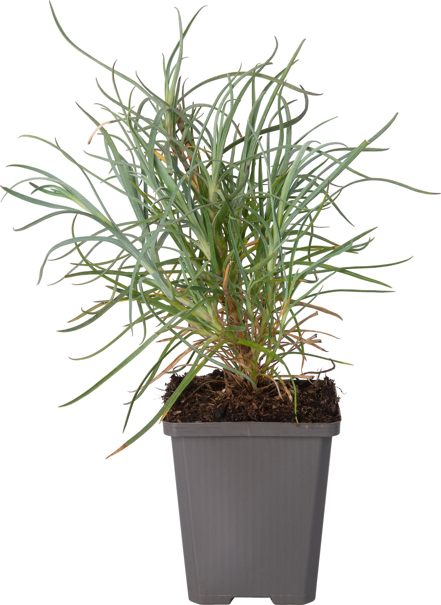 Anjer (Dianthus 'Haytor White') D 9 H 10 cm