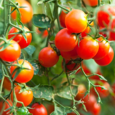 Gemüsesamen Wildtomaten