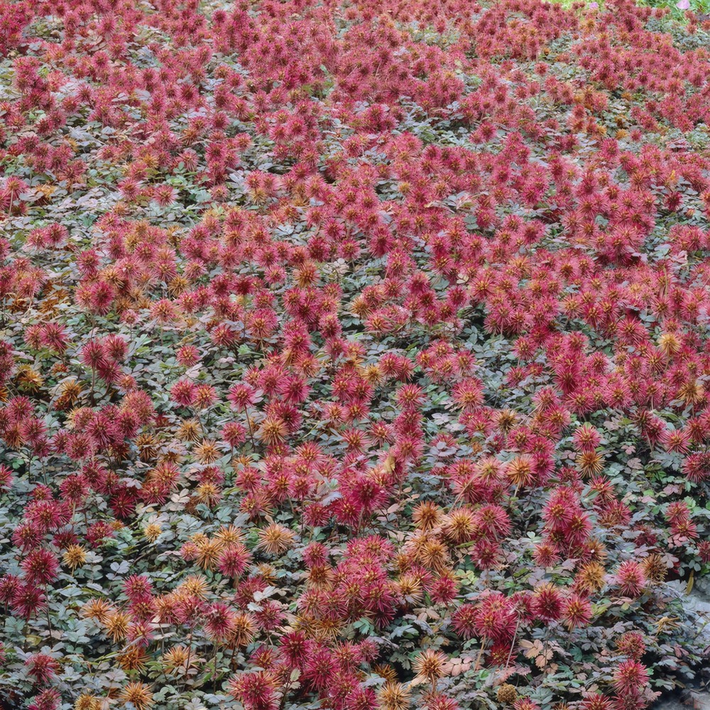 Acaena microphylla 'kupferteppich'