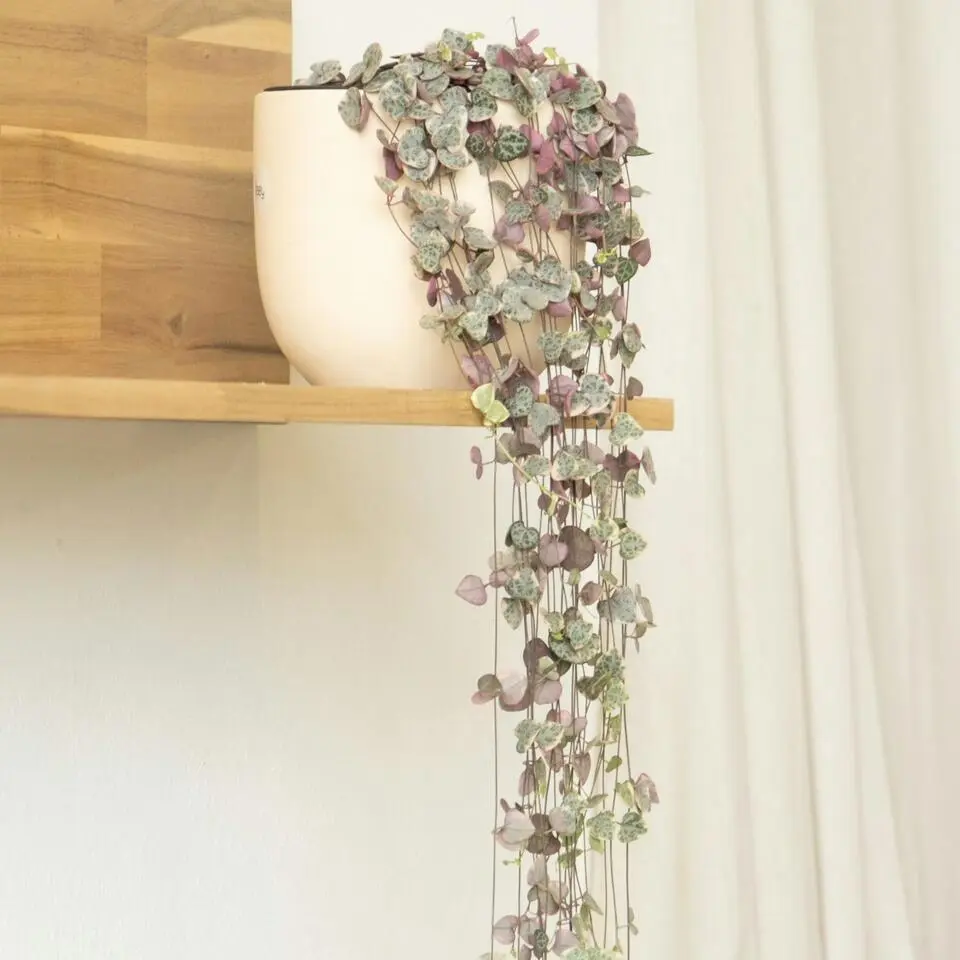 Chinees lantaarnplantje - Set van 2 - Ceropegia Woodii - Hoogte 20-30cm - ⌀14cm