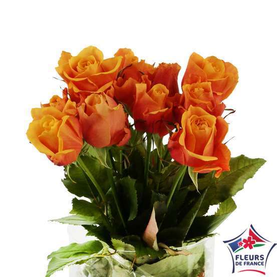 Botte 10 Roses ''Fleurs de France'' H.50cm coloris variables
