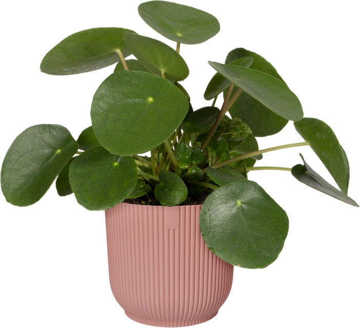 Elho bloempot Vibes roze D 25 H 23 cm