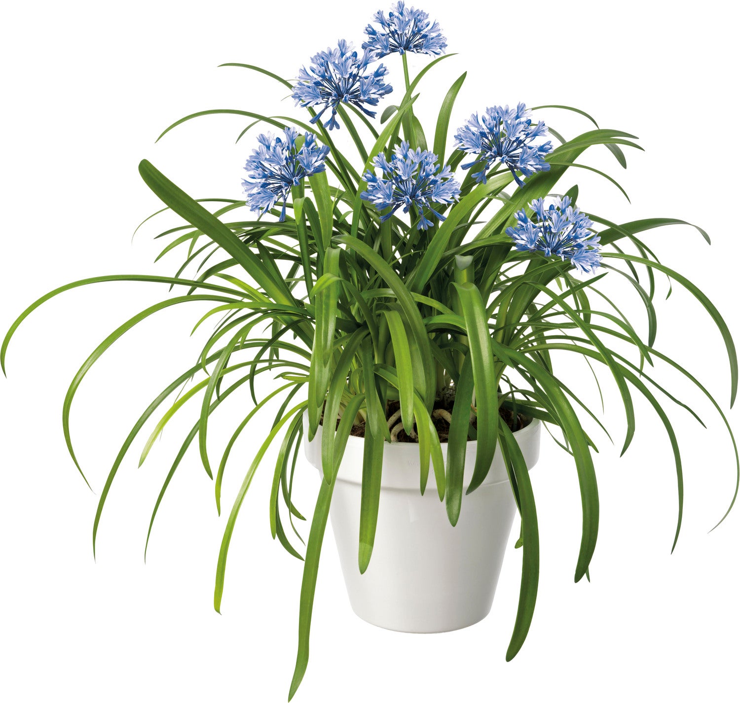 Afrikaanse Lelie (Agapanthus 'Amourette Superbe') D 17 H 35 cm
