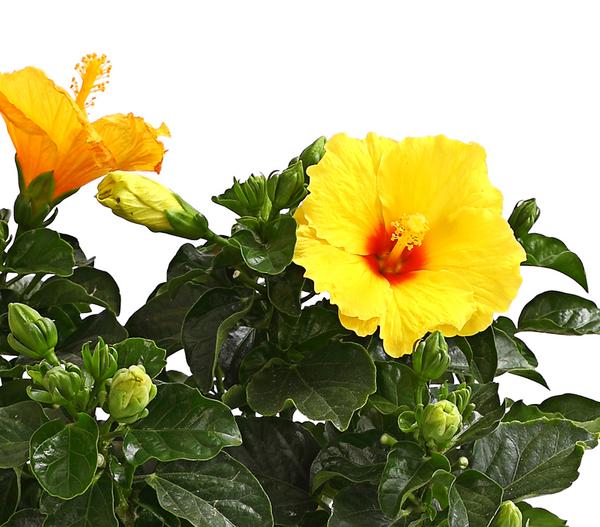Zimmerhibiskus - Hibiscus rosa-sinensis,
