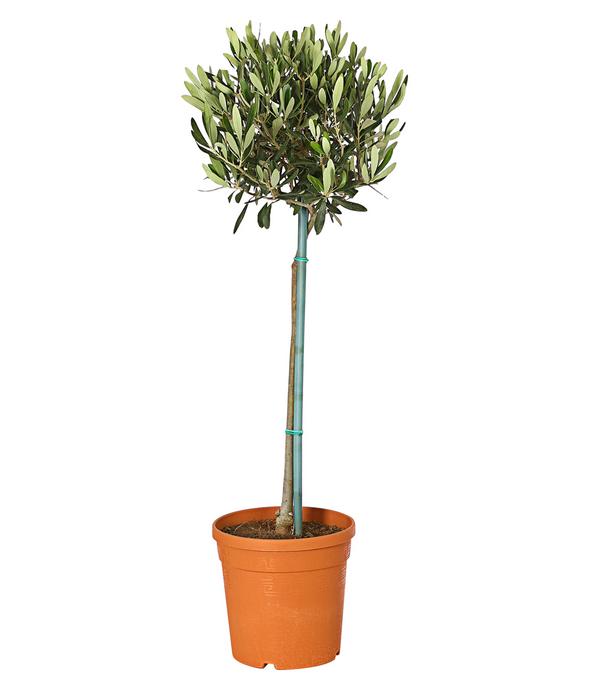 Olive, Stämmchen