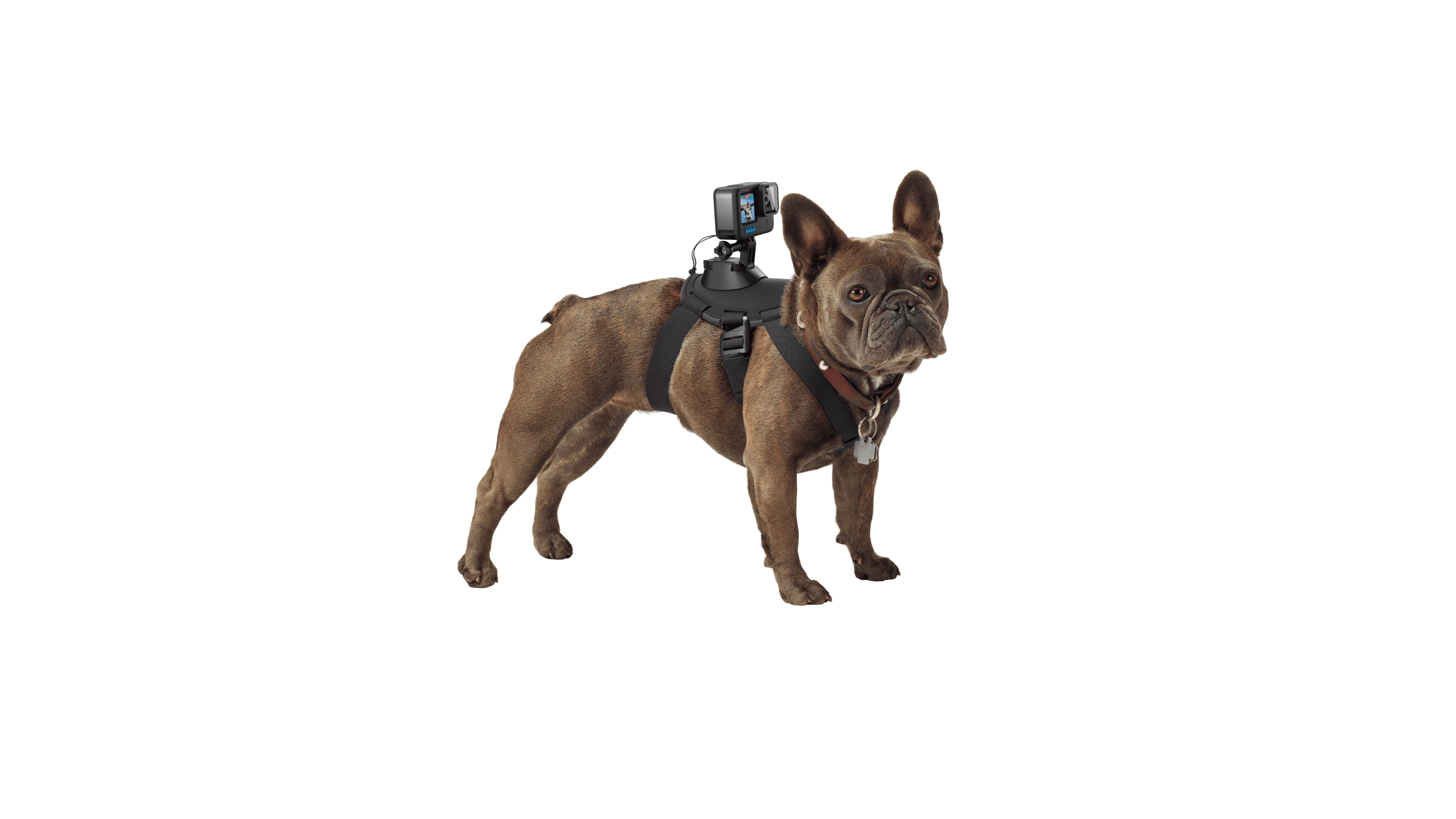 Hundegeschirr „Fetch“(Kamerahalterung für Hunde-POV-Aufnahmen)