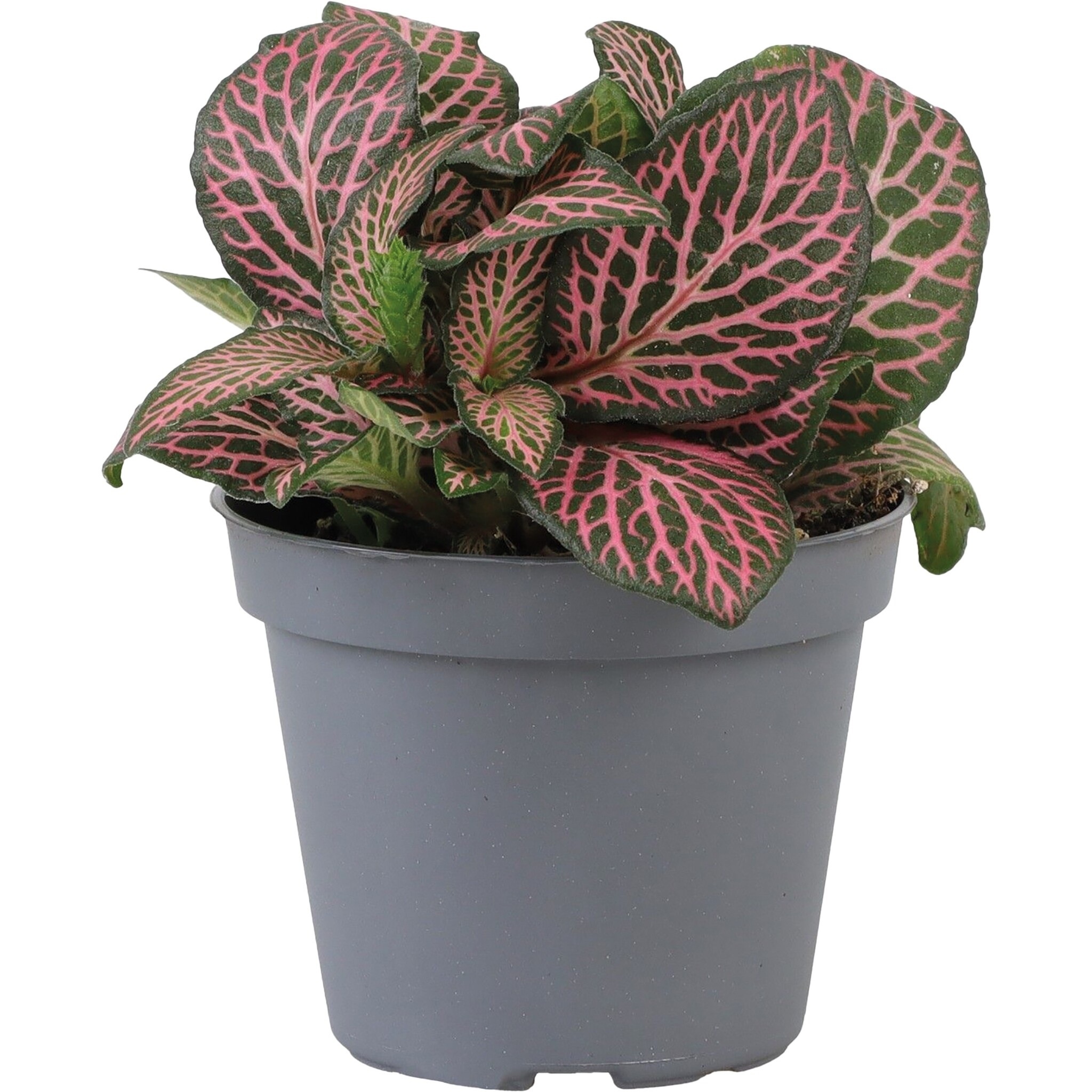 Terraplant Fittonia Pink Specik