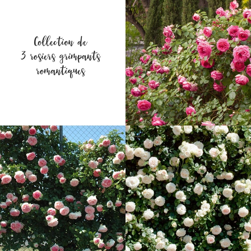 Collection de 3 rosiers grimpants romantiques sans motte
