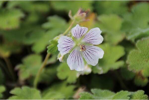 Ooievaarsbek (Geranium renardii) D 9 H 10 cm