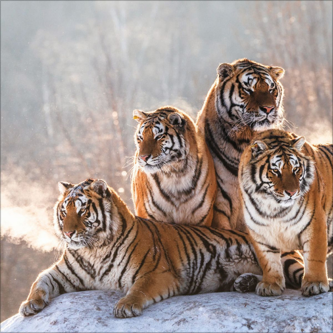 Wandkalender - 2025 - Big Cats