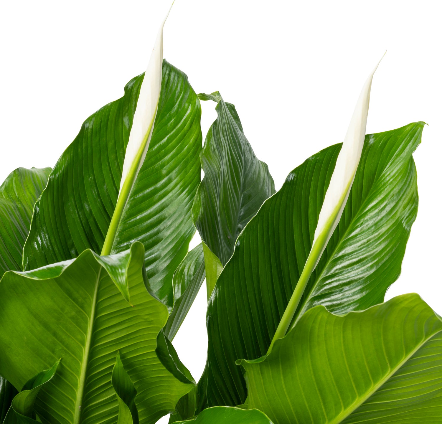 Beautanic Lifestyle Lepelplant (Spathiphyllum 'Sweet Sebastiano') D 27 H 110 cm