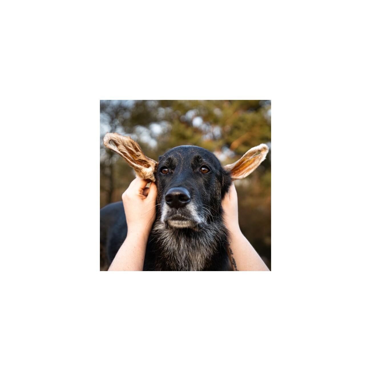Bellfor Gesunder Hundesnack - Lamm-Ohren mit Fell - 250g