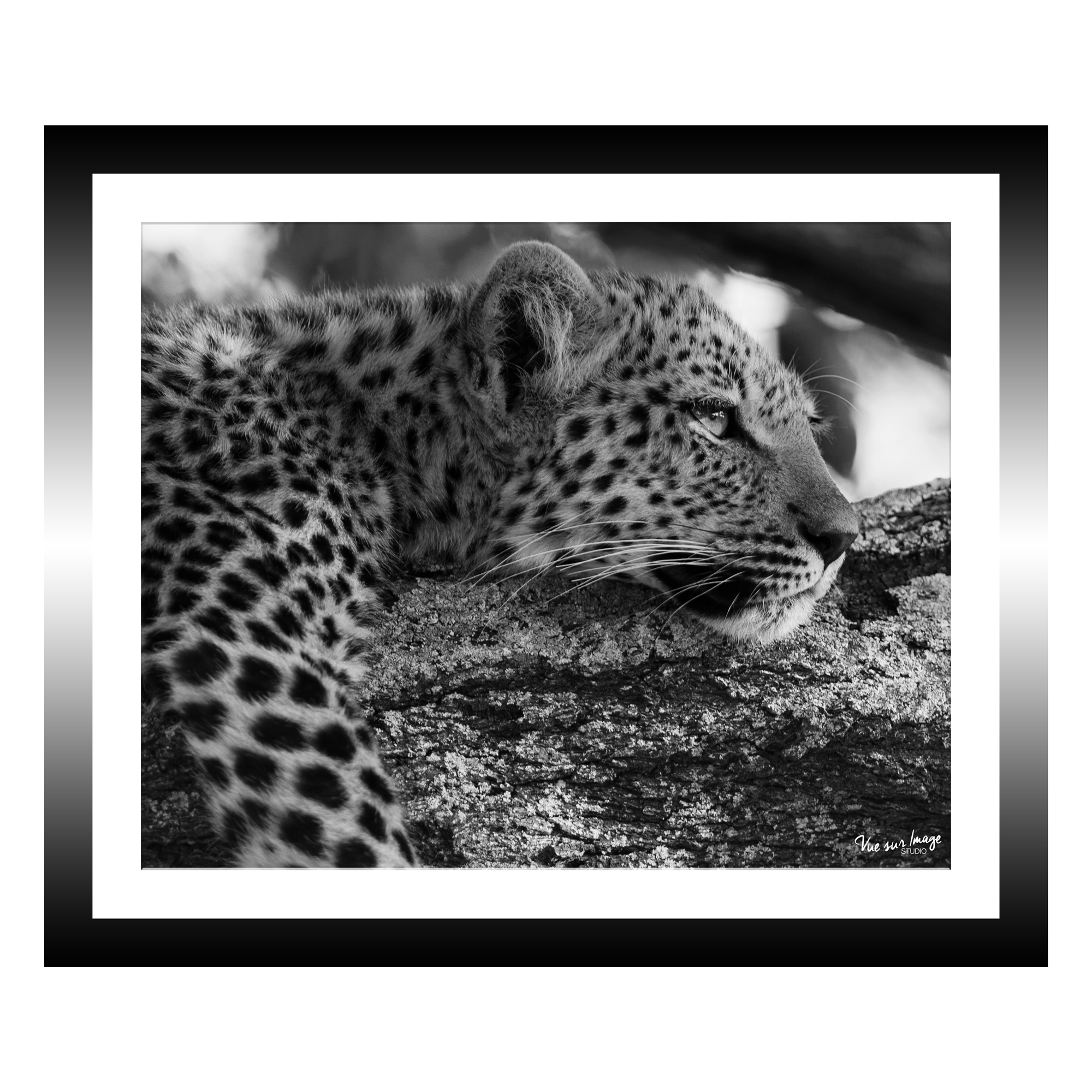 TABLEAU 30X25CM BAGUETTE NOIRE GUEPARD