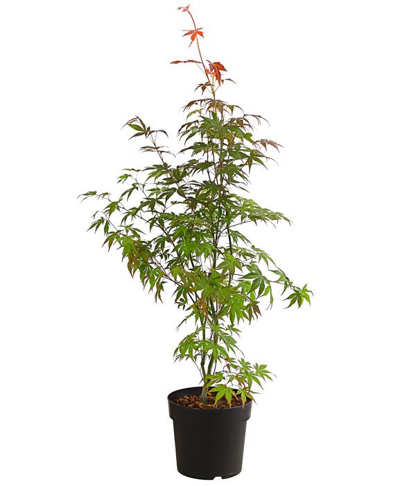 Roter Fächerahorn 'Atropurpureum'
