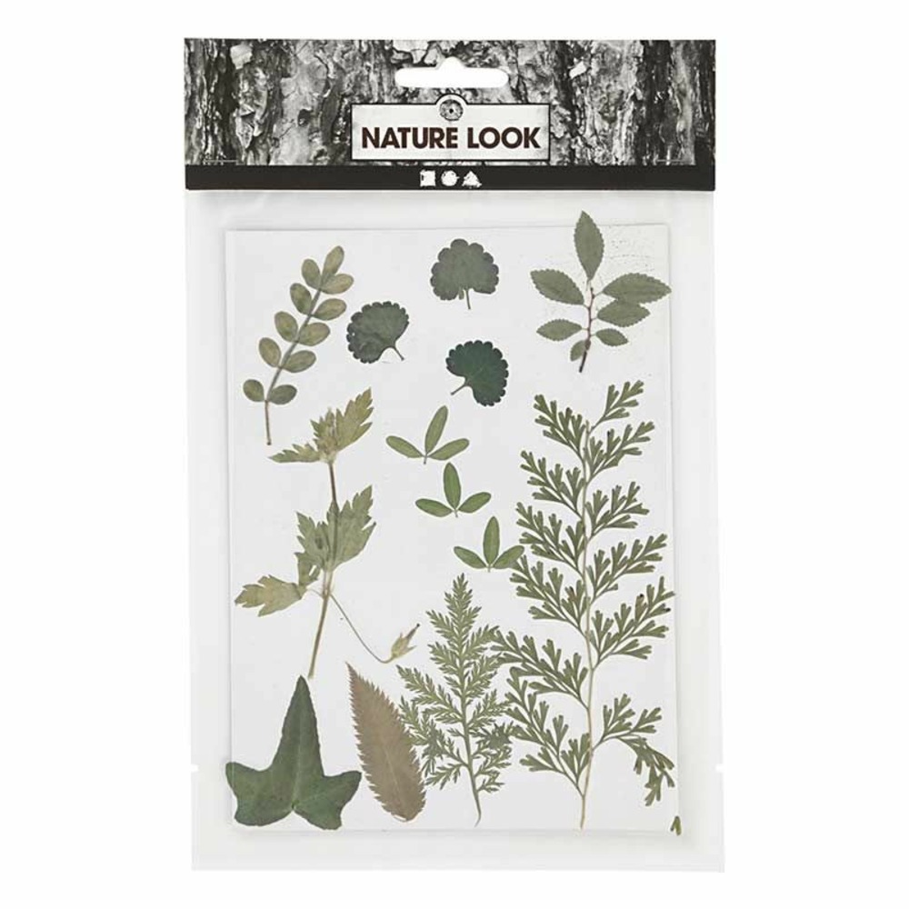 20 feuilles séchées et pressées - vert