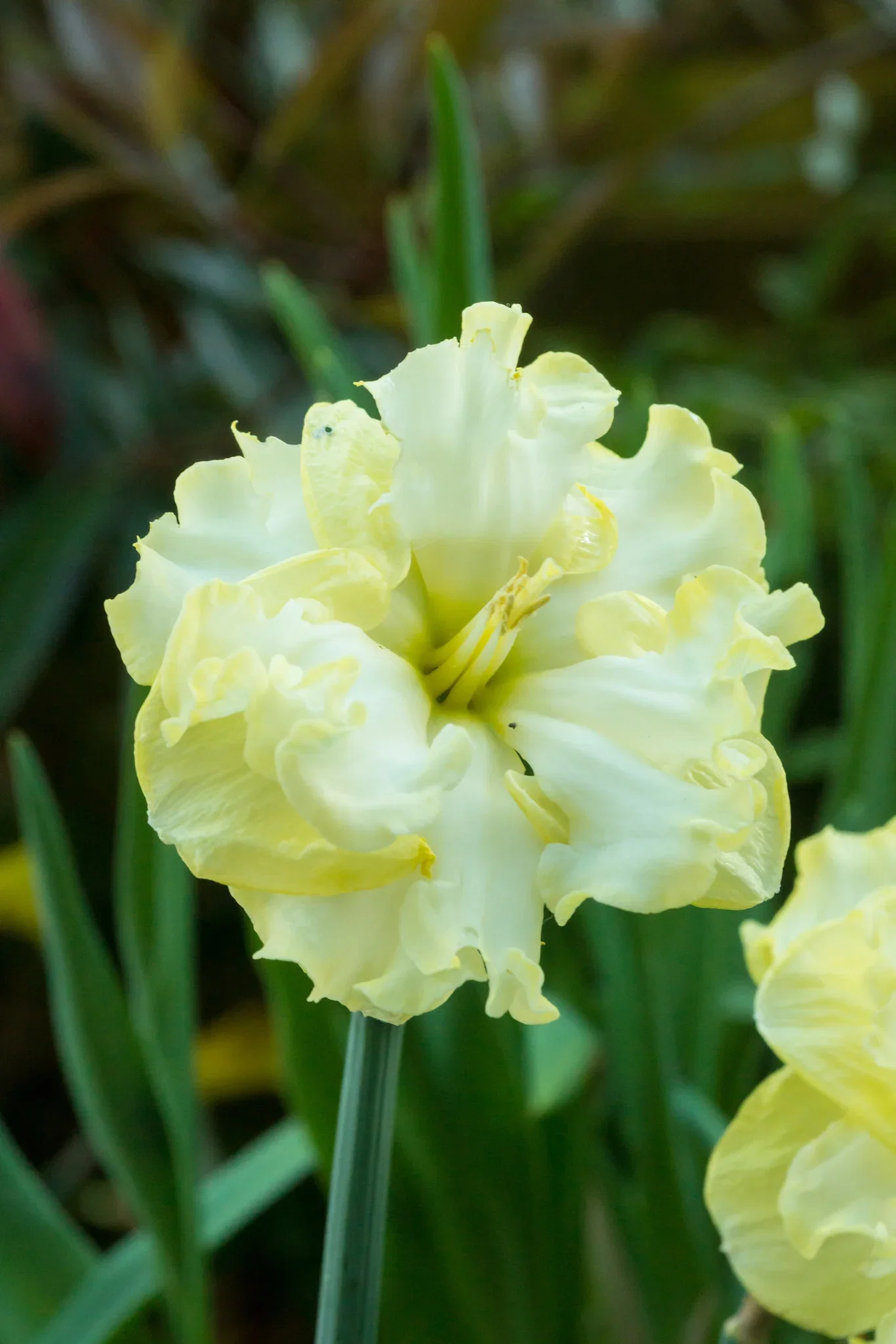 Narcissus pseudonarcissus 'Sunny Side Up' Påskelilje 'Sunny Side Up'