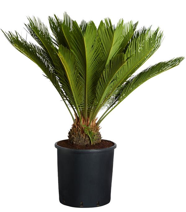Sagopalmfarn - Cycas revoluta