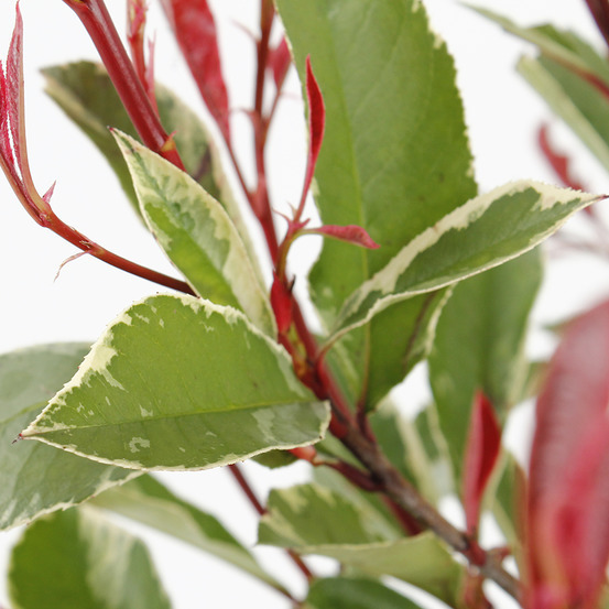 Photinia x fraseri ' Pink Marble ':H 40/50 cm pot 4L