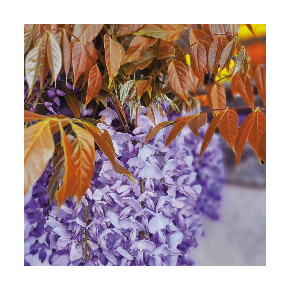 Glycine de chine sinensis blue line® 'copper leo'/wisteria sinensis blue line® 'copper leo'[-]godet - 5/20 cm