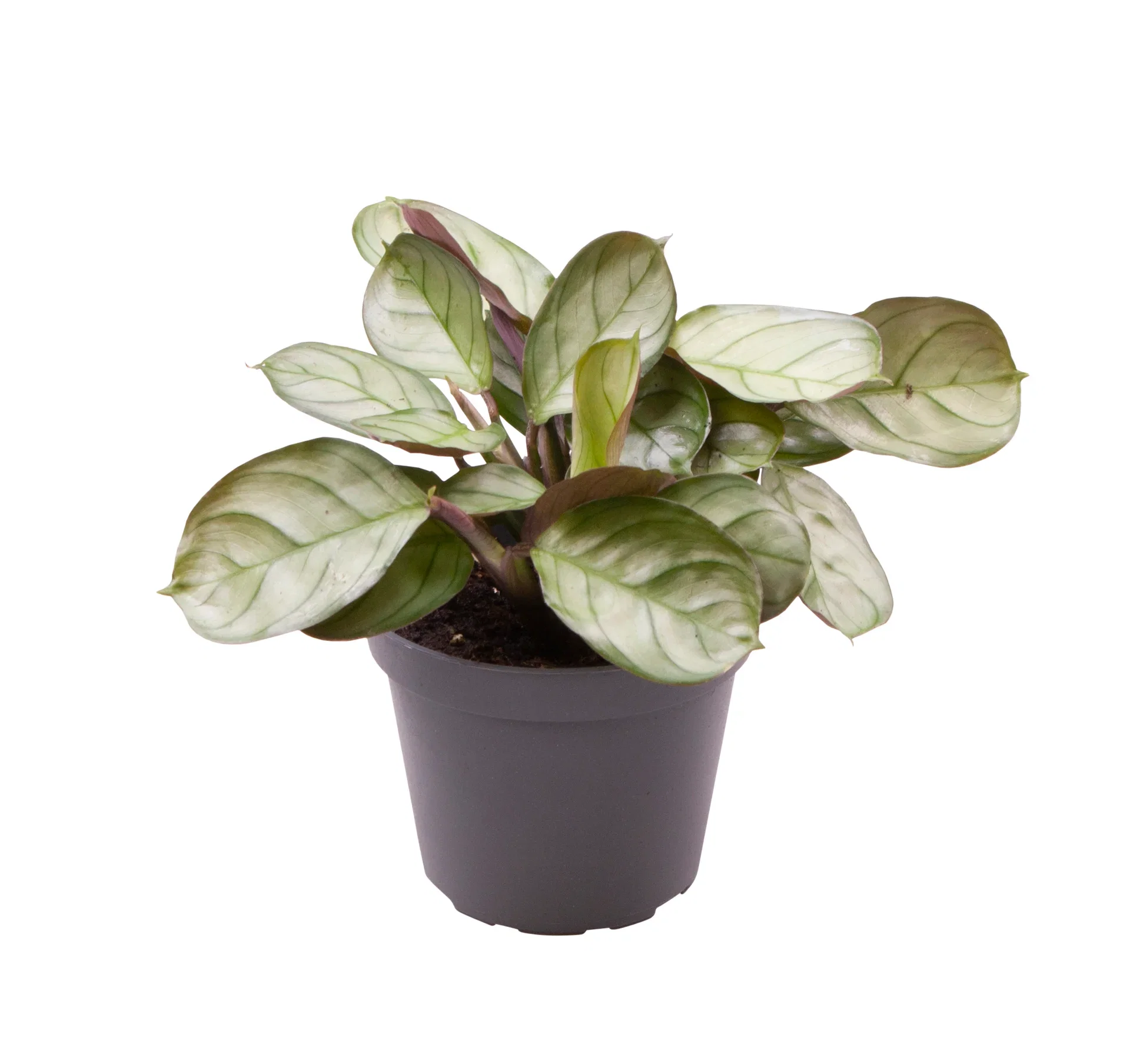 Maranta leuconeura 'Mint' Bønneplante mini Høyde 10 cm