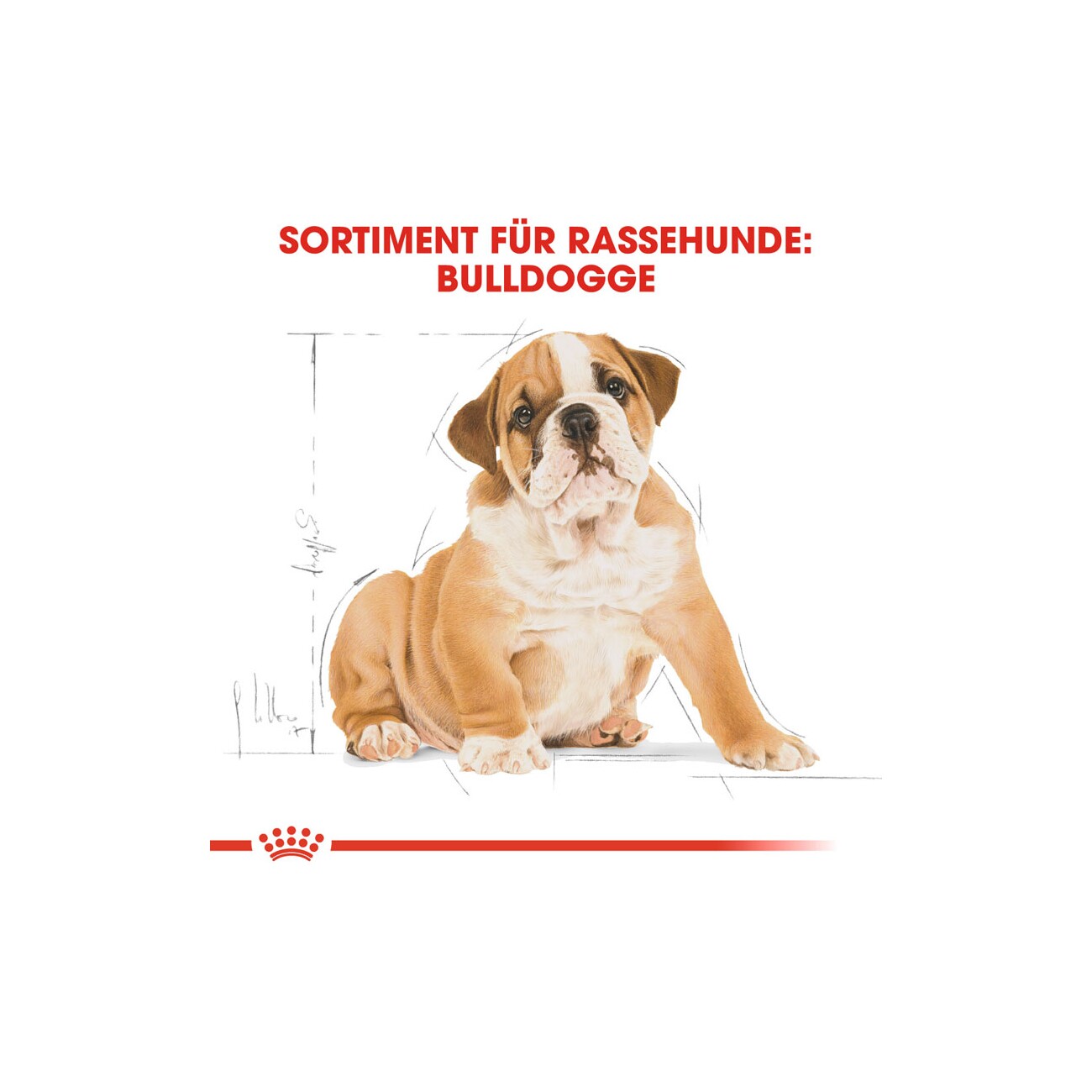 ROYAL CANIN Bulldog Puppy 3 kg