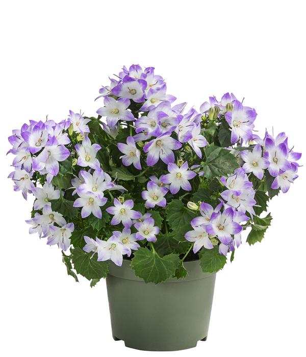 Glockenblume - Campanula porscharskyana 'Fancy