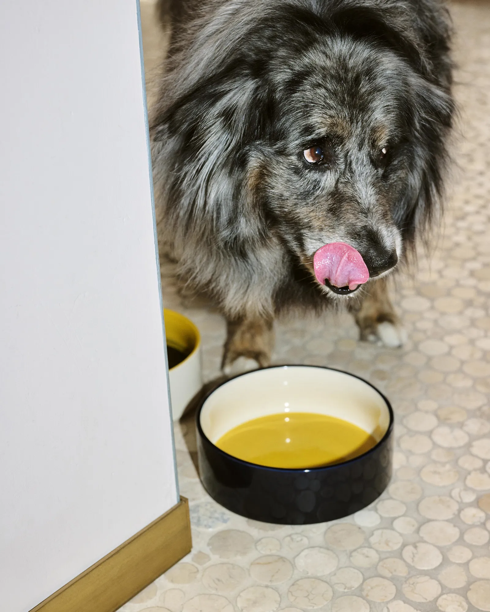 HAY HAY Dogs Bowl