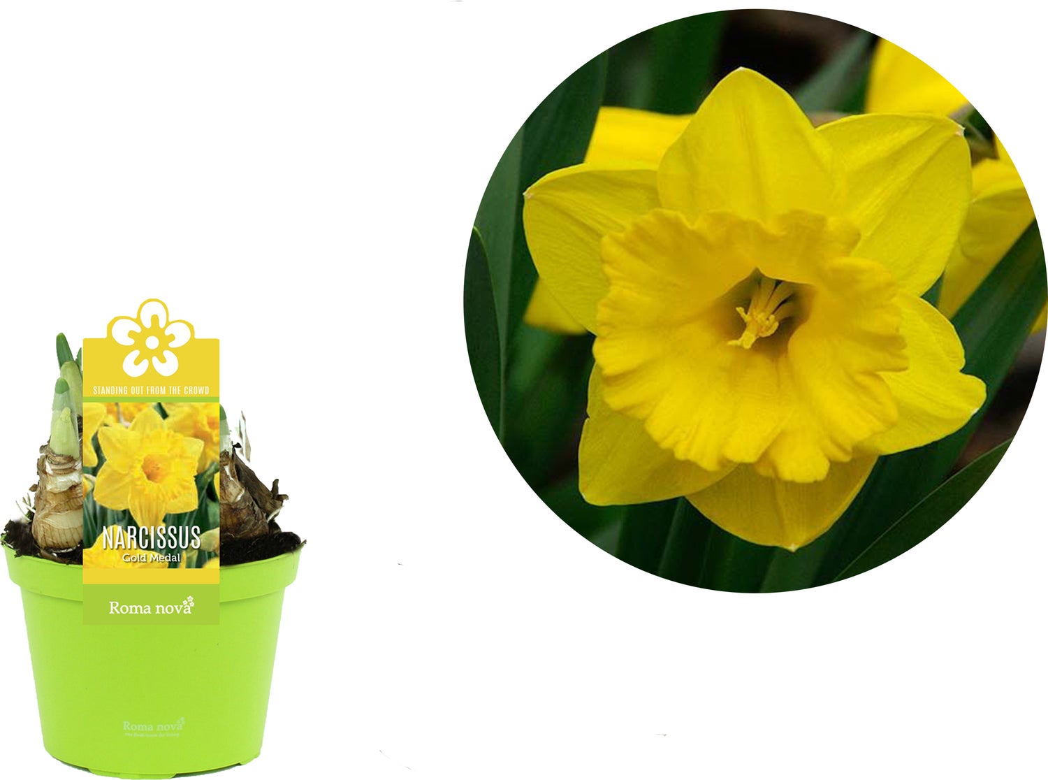 Narcis (Narcissus 'Gold Medal') D 12 H 14 cm