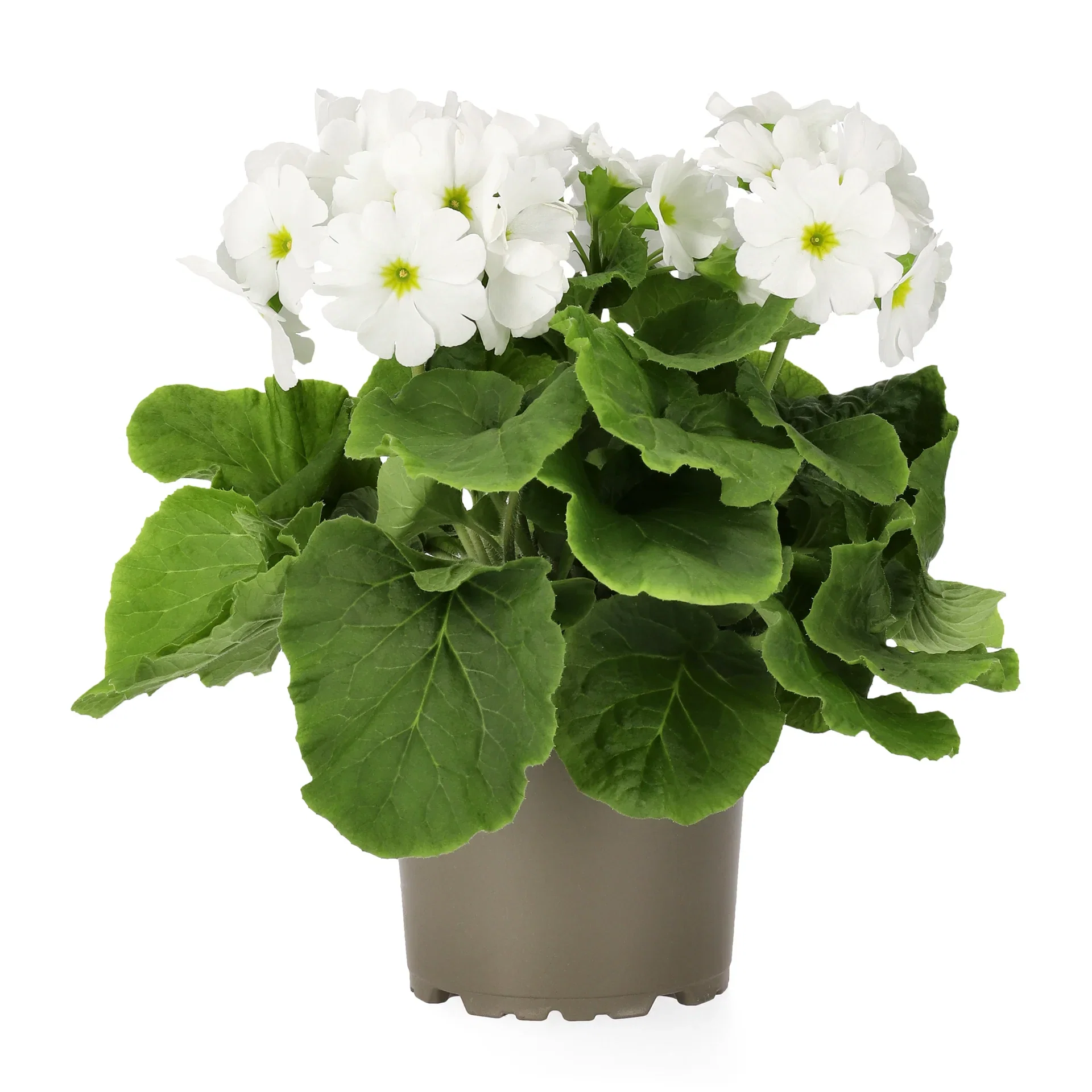 Primula o. 'Touch Me' 12 cm Begerprimula 'Touch me' Ø12 cm