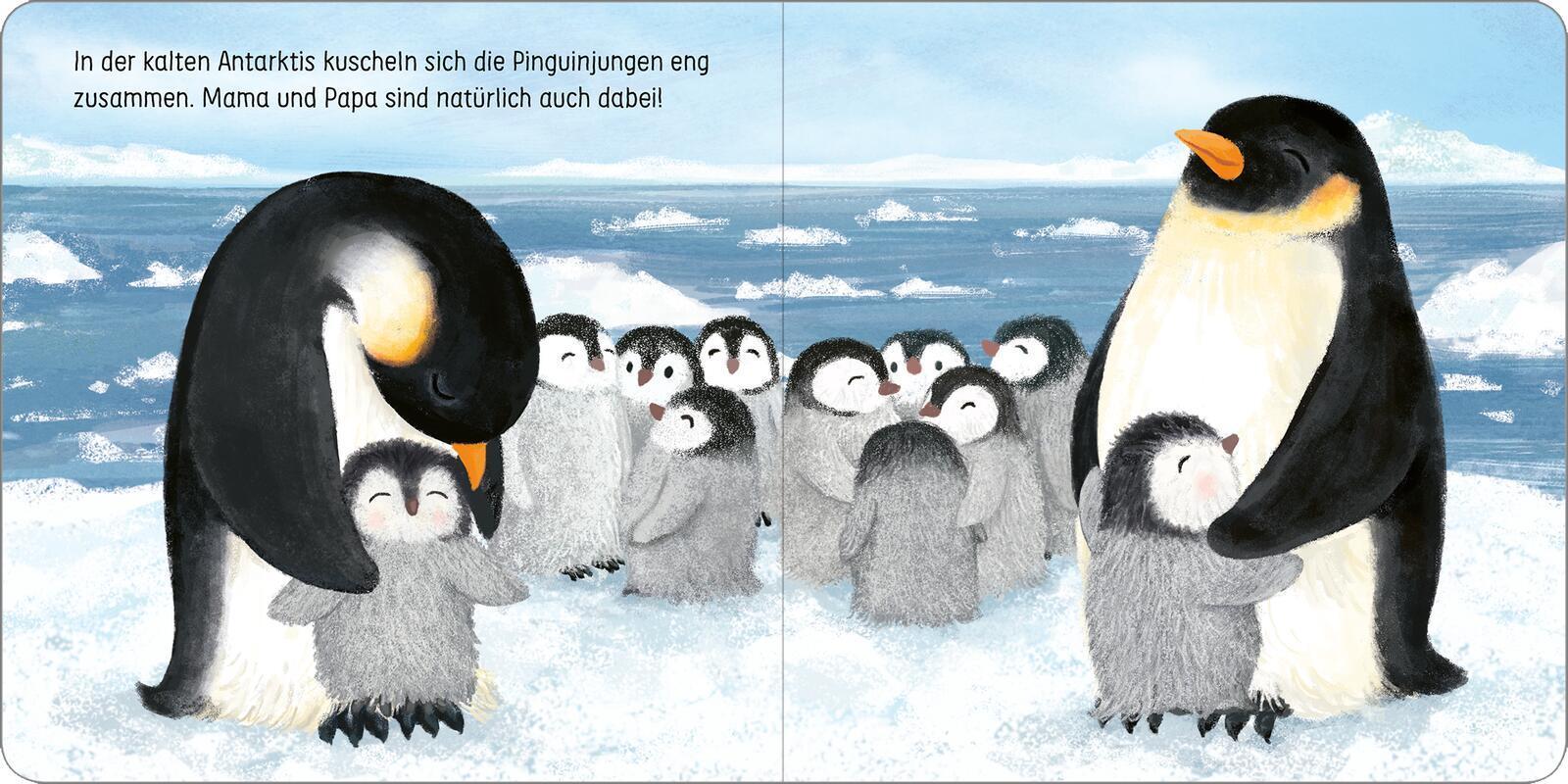 Komm kuscheln, kleine Robbe!