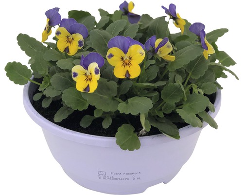 Gehoornde viooltje FloraSelf viola cornuta Ø 21 cm pot