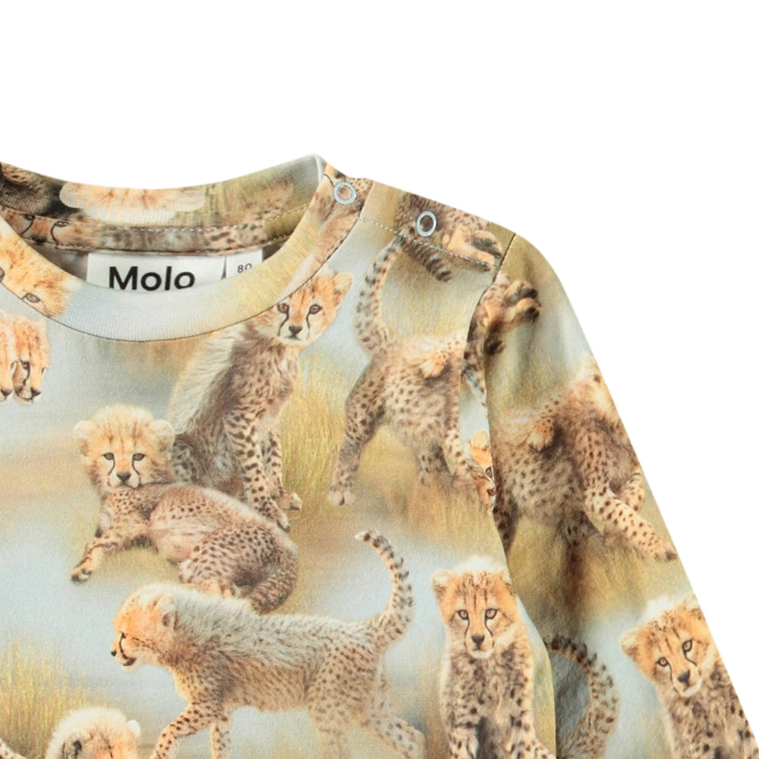 Eloy - Cheetah Cubs