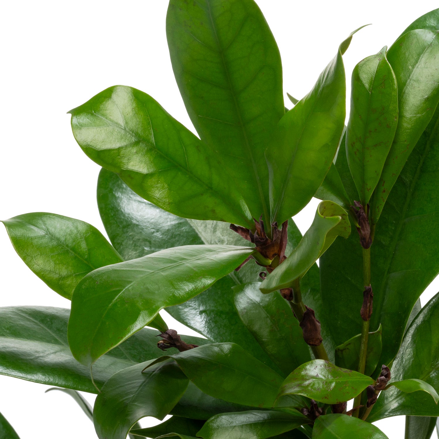 Groene vijg (Ficus cyathistipula) D 30 H 115 cm