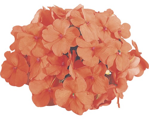 Vlijtig Liesje (Impatiens walleriana) pot Ø 9 cm