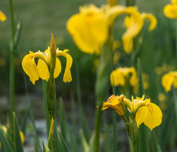 Gelbe Sumpf-Iris