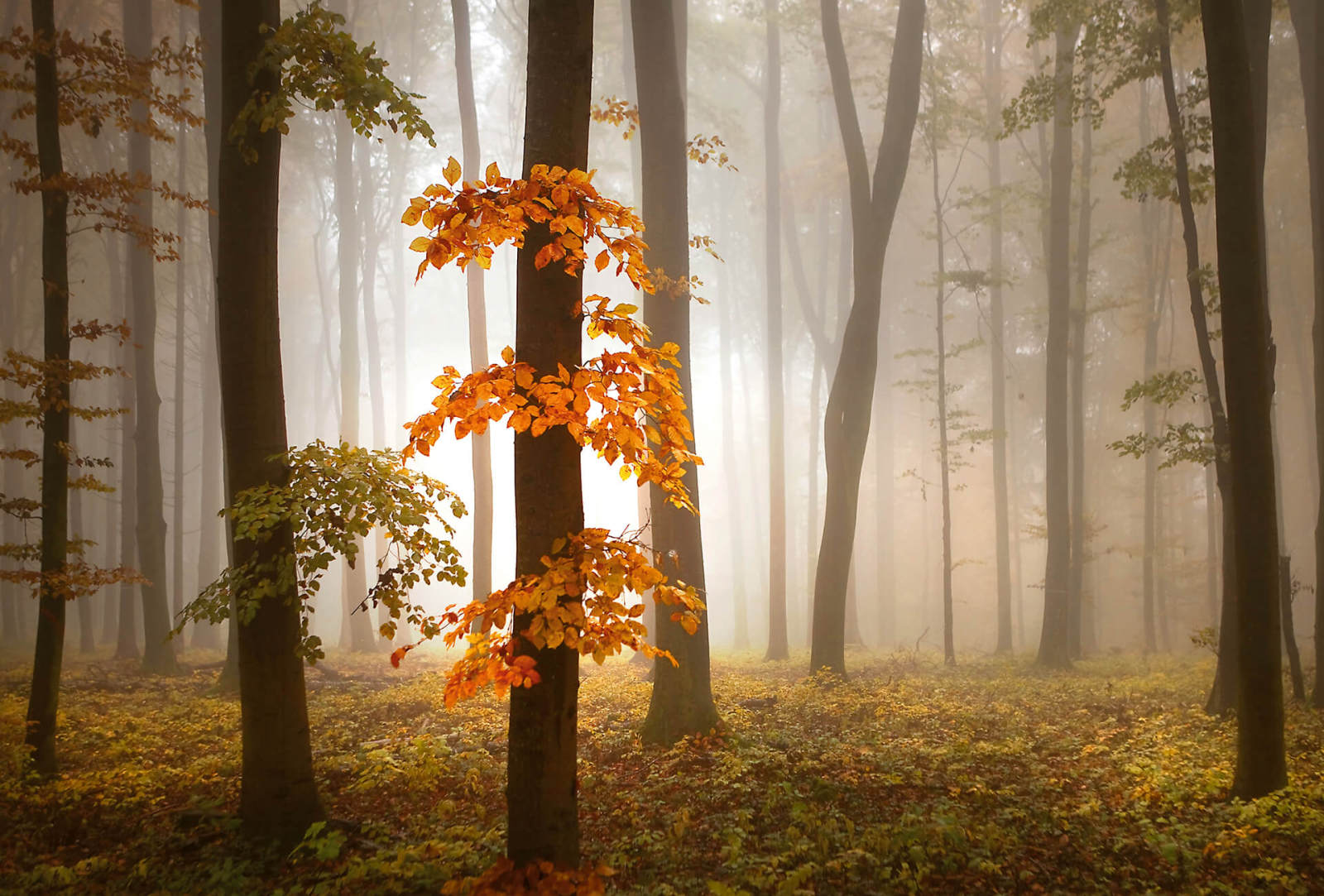 Fototapete DESIGNWALLS 2.0 - orange-braun - Wald - 2,6 Meter