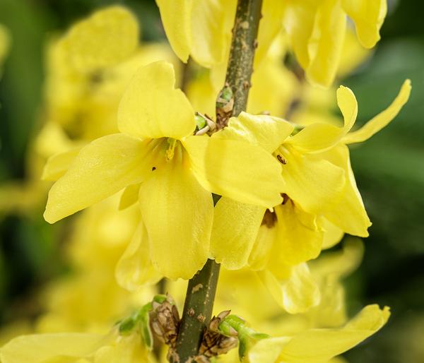 Forsythie 'Minigold'