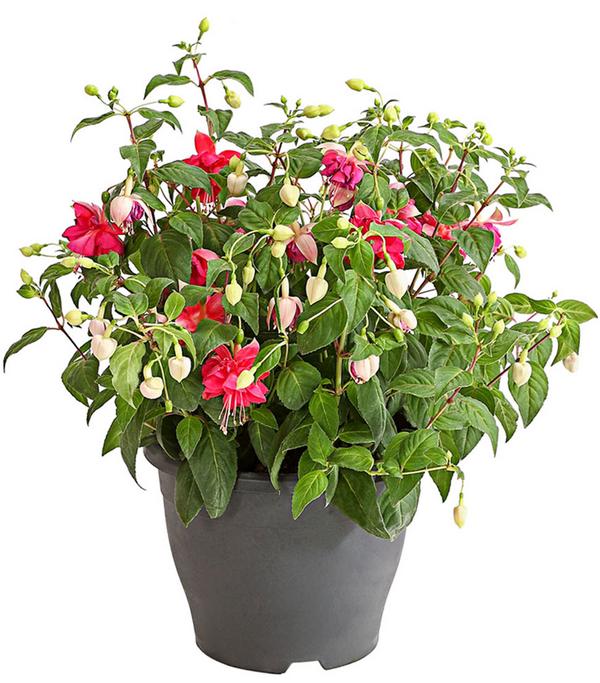 Fuchsie, verschiedene Sorten