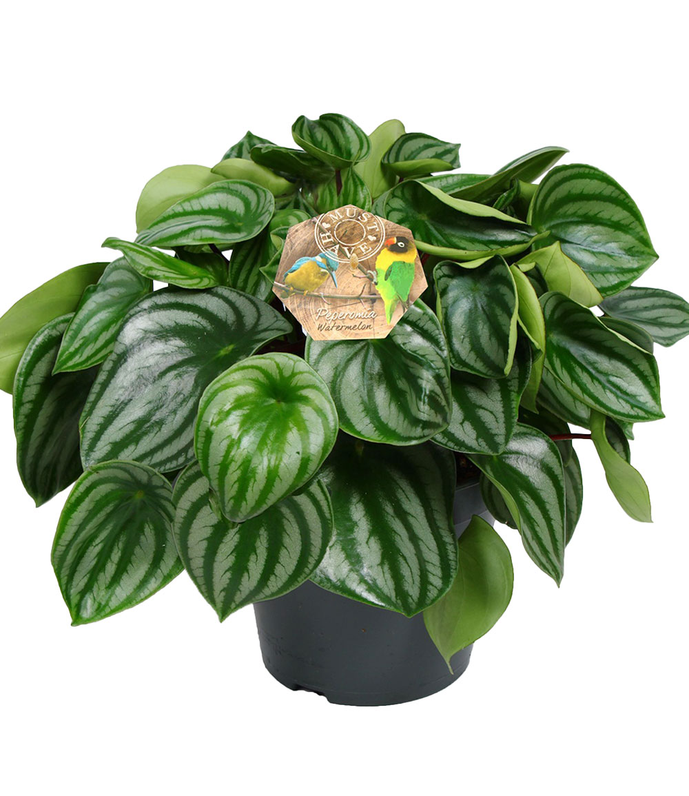 Peperomia 'Watermelon' im 17 cm-Topf